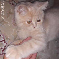 British Shorthair, Kedi  Pamuk fotoğrafı