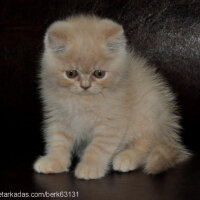 British Shorthair, Kedi  Pamuk fotoğrafı