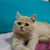 British Shorthair, Kedi  Pamuk fotoğrafı