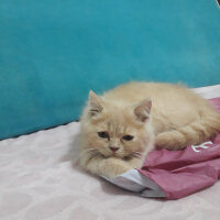 British Shorthair, Kedi  Pamuk fotoğrafı