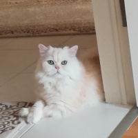 Chinchilla, Kedi  Simoş fotoğrafı