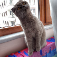 Scottish Fold, Kedi  Miya fotoğrafı