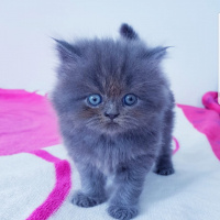 İran Kedisi (Persian), Kedi  İSİMLERİ HENÜZ YOK fotoğrafı