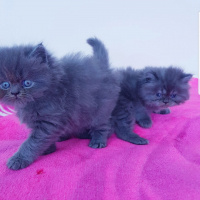 İran Kedisi (Persian), Kedi  İSİMLERİ HENÜZ YOK fotoğrafı