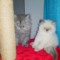 İran Kedisi (Persian), Kedi  İSİMLERİ HENÜZ YOK fotoğrafı