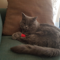 British Shorthair, Kedi  Mia fotoğrafı