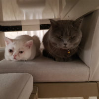 British Shorthair, Kedi  Mia fotoğrafı