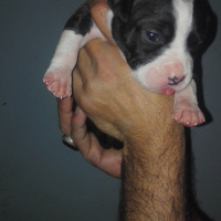 Amerikan Staffordshire Terrier, Köpek  Asil fotoğrafı