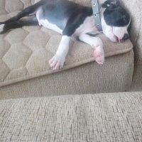 Amerikan Staffordshire Terrier, Köpek  Asil fotoğrafı