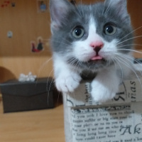 Tekir Kedi, Kedi  Gırgır fotoğrafı