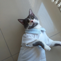 Tekir Kedi, Kedi  Gırgır fotoğrafı