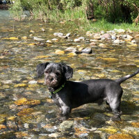 Maltese, Köpek  Negro fotoğrafı