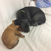 Maltese, Köpek  Negro fotoğrafı