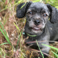 Maltese, Köpek  Negro fotoğrafı