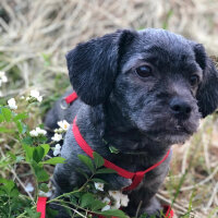 Maltese, Köpek  Negro fotoğrafı