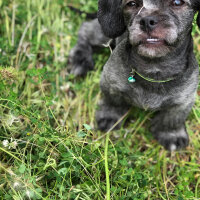 Maltese, Köpek  Negro fotoğrafı