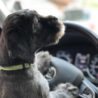 Maltese, Köpek  Negro fotoğrafı