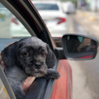 Maltese, Köpek  Negro fotoğrafı