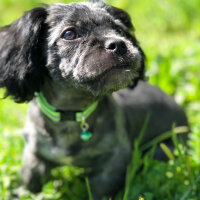 Maltese, Köpek  Negro fotoğrafı