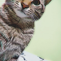 Tekir Kedi, Kedi  Kekik fotoğrafı