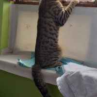 Tekir Kedi, Kedi  Kekik fotoğrafı