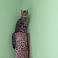 Tekir Kedi, Kedi  Kekik fotoğrafı
