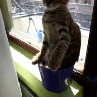 Tekir Kedi, Kedi  Kekik fotoğrafı