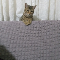 Tekir Kedi, Kedi  Kekik fotoğrafı
