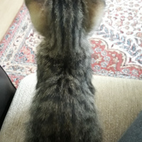 Tekir Kedi, Kedi  Kekik fotoğrafı