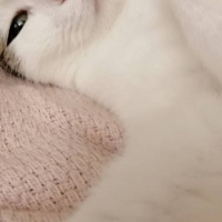 Tekir Kedi, Kedi  Kiki fotoğrafı