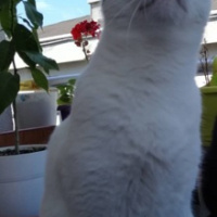 Tekir Kedi, Kedi  Kiki fotoğrafı