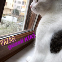 Tekir Kedi, Kedi  Kiki fotoğrafı