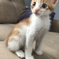 Sarman, Kedi  Peri fotoğrafı