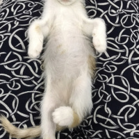 Sarman, Kedi  Peri fotoğrafı