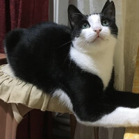 Tuxedo (Smokin) Kedi, Kedi  Panda fotoğrafı