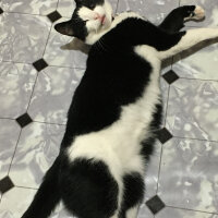 Tuxedo (Smokin) Kedi, Kedi  Panda fotoğrafı