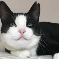 Tuxedo (Smokin) Kedi, Kedi  Panda fotoğrafı