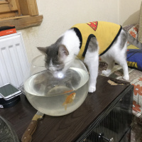 Tekir Kedi, Kedi  Bihter fotoğrafı