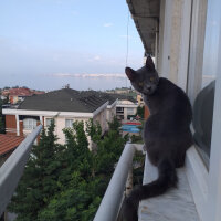 Mavi Rus, Kedi  Luna fotoğrafı