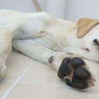 İngiliz Setter, Köpek  Max fotoğrafı