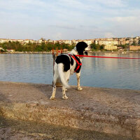 İngiliz Setter, Köpek  Max fotoğrafı