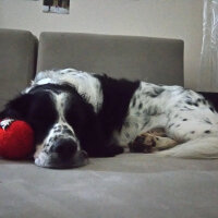 İngiliz Setter, Köpek  Max fotoğrafı