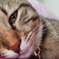 Tekir Kedi, Kedi  Zeyna fotoğrafı