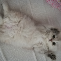 Chinchilla, Kedi  Şeker fotoğrafı