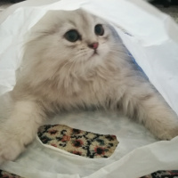 Chinchilla, Kedi  Şeker fotoğrafı
