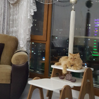 Chinchilla, Kedi  Tarçın leo fotoğrafı