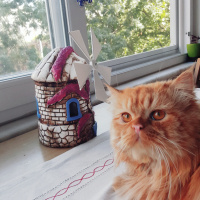 Chinchilla, Kedi  Tarçın leo fotoğrafı