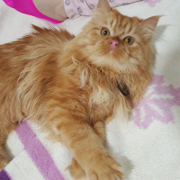 Chinchilla, Kedi  Tarçın leo fotoğrafı