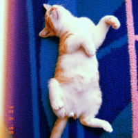 Tekir Kedi, Kedi  Limon,cabbar fotoğrafı
