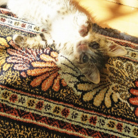 Tekir Kedi, Kedi  Limon,cabbar fotoğrafı